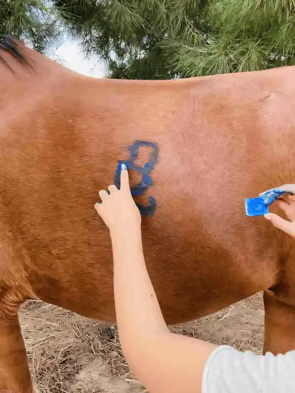 Ein blaues Symbol wurde mit dem Finger auf die Flanke eines braunen Pferdes gemalt