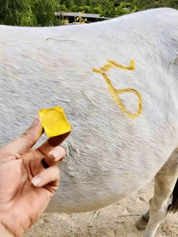 Ein goldfarbenes Symbol wurde mit dem Finger auf die Flanke eines weissen Pferdes gemalt