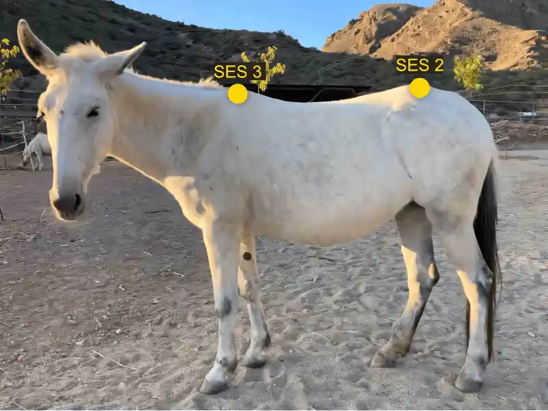 Ein weisses Pferd von der Seite auf der Weide, auf dem am Rücken zwei SES-Punkte eingezeichnet wurden